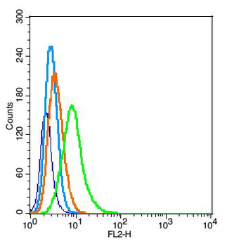 PCDH20 Rabbit Polyclonal Antibody