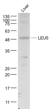 LEU5 antibody