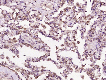 MSF/Cell division control protein septin D1 Rabbit Polyclonal Antibody