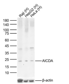 AICDA antibody