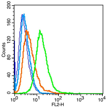 MMP2 Rabbit Polyclonal Antibody