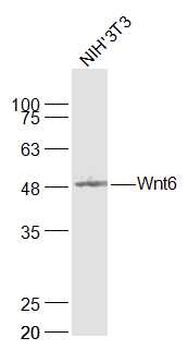 Wnt6 Rabbit Polyclonal Antibody