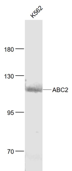 ABC2 Rabbit Polyclonal Antibody