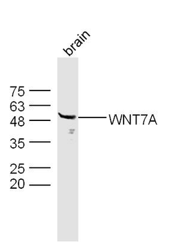 WNT7A Rabbit Polyclonal Antibody