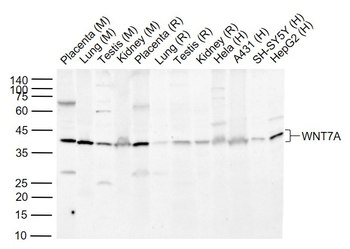 WNT7A Rabbit Polyclonal Antibody