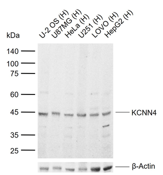 KCNN4 Rabbit Polyclonal Antibody