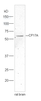 Cytochrome P450 17A1 Rabbit Polyclonal Antibody