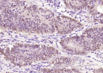 UGDH Rabbit Polyclonal Antibody