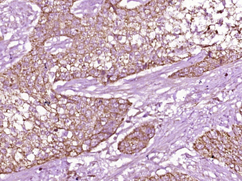 C3a Receptor Rabbit Polyclonal Antibody