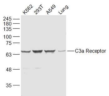 C3a Receptor antibody