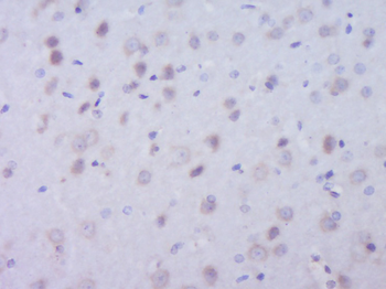 APG4B Rabbit Polyclonal Antibody