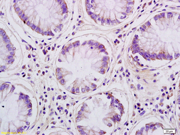 Aquaporin 8 Rabbit Polyclonal Antibody