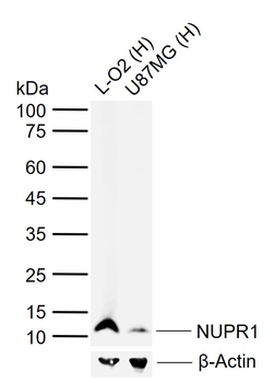 NUPR1 Rabbit Polyclonal Antibody