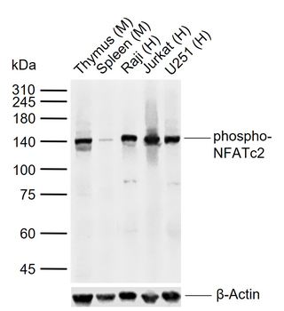 Phospho-NFATc2 (Ser330) Rabbit Polyclonal Antibody