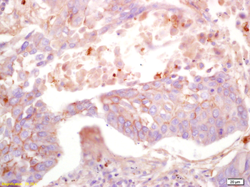 MAS1L Rabbit Polyclonal Antibody