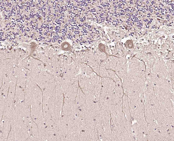 GPR48 Rabbit Polyclonal Antibody