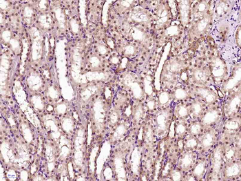 GCMA Rabbit Polyclonal Antibody