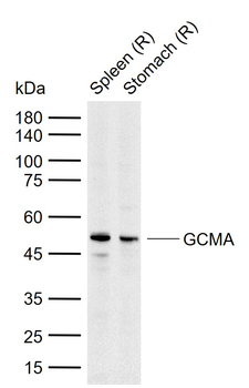 GCMA Rabbit Polyclonal Antibody