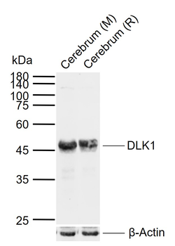 DLK1 Rabbit Polyclonal Antibody