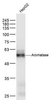 Aromatase Mouse Polyclonal Antibody
