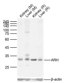 ARH Rabbit Polyclonal Antibody
