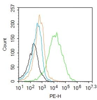 ICAM4 Rabbit Polyclonal Antibody