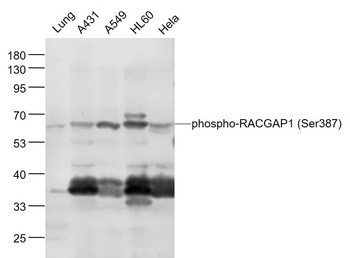 RACGAP1(phospho-Ser387) antibody