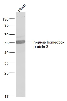 Iroquois homeobox protein 3 Rabbit Polyclonal Antibody