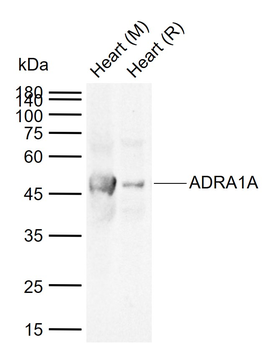 ADRA1A Rabbit Polyclonal Antibody