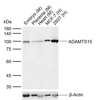 ADAMTS15 antibody