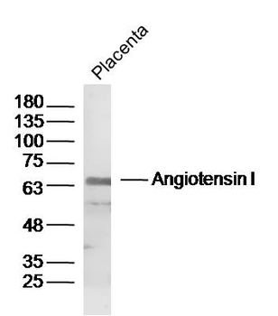 Angiotensin I Rabbit Polyclonal Antibody