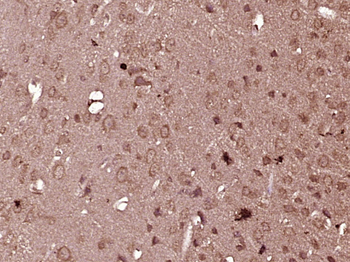 RAB4 Rabbit Polyclonal Antibody