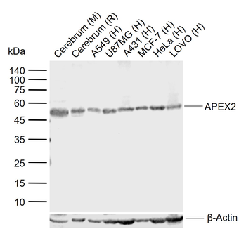 APEX2 Rabbit Polyclonal Antibody