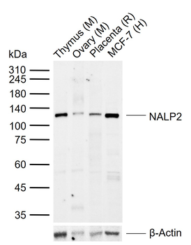 NALP2 Rabbit Polyclonal Antibody