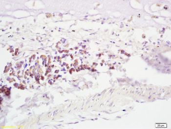 RNF43 Rabbit Polyclonal Antibody