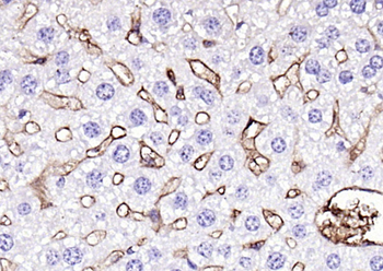 Fibrinogen alpha chain Rabbit Polyclonal Antibody