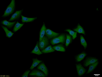 ATF4 Rabbit Polyclonal Antibody