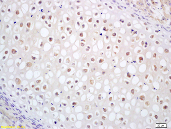 CDC14B Rabbit Polyclonal Antibody