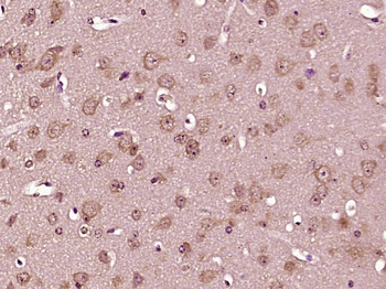 BEX4 Rabbit Polyclonal Antibody