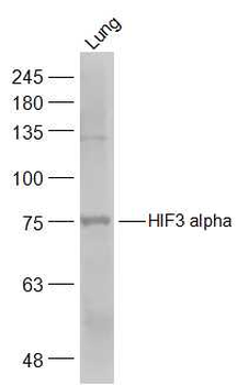 HIF3 alpha Rabbit Polyclonal Antibody