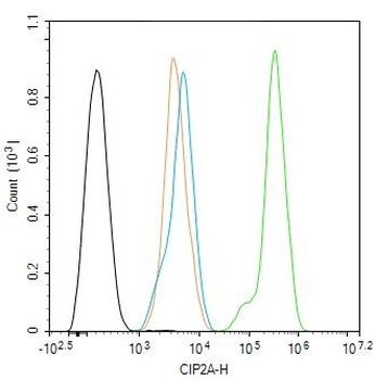 CIP2A/p90 Autoantigen Rabbit Polyclonal Antibody