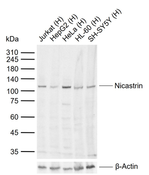 Nicastrin Rabbit Polyclonal Antibody