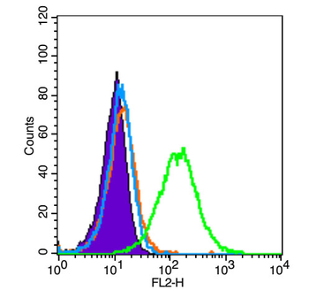 Phospho-BAD (Ser128) Rabbit Polyclonal Antibody