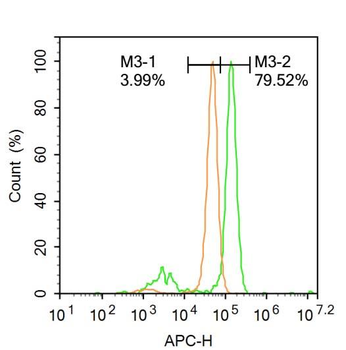 HOXB5 Rabbit Polyclonal Antibody