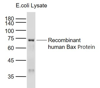 Bax Mouse Polyclonal Antibody