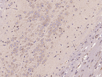 Ribonuclease Inhibitor Rabbit Polyclonal Antibody