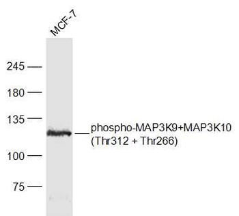 Phospho-MAP3K9+MAP3K10 (Thr312 + Thr266) Rabbit Polyclonal Antibody