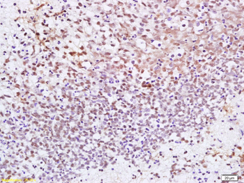 CENPF Rabbit Polyclonal Antibody