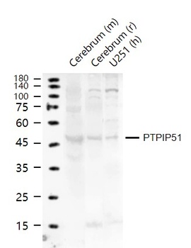 PTPIP51 antibody