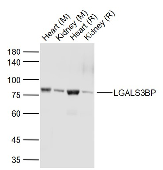 LGALS3BP Rabbit Polyclonal Antibody